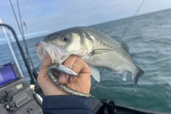 Fish for isolated patches of sand among the seaweed.