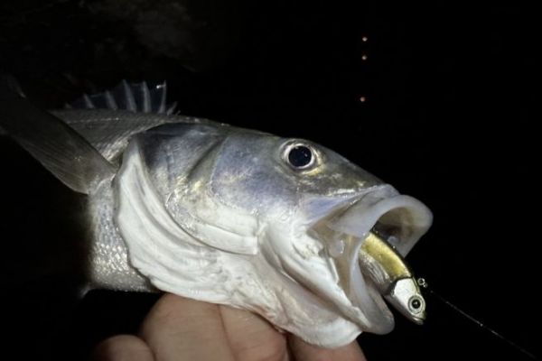Soft lure for night bass fishing