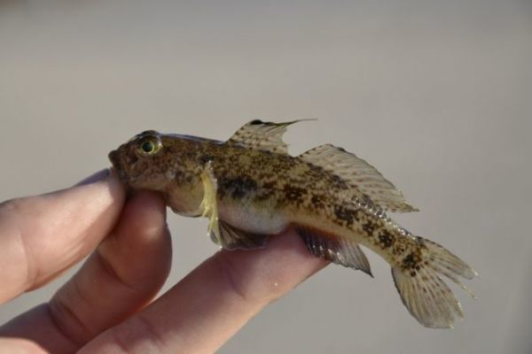 Black goby