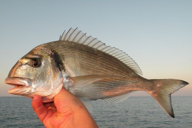 Sea breams love shellfish