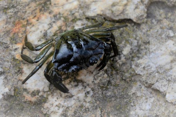 The different crabs for fishing