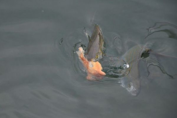 Fishing with bread