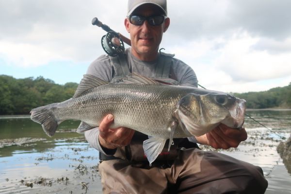 It is rare to catch many sea bass on sight in the estuary, but sometimes the planets are aligned and make for exquisite fishing