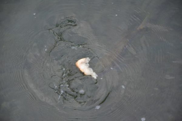 Fishing for live bait with bread