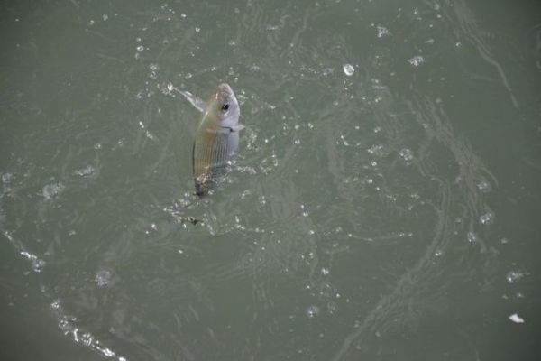 Baits for sea fishing