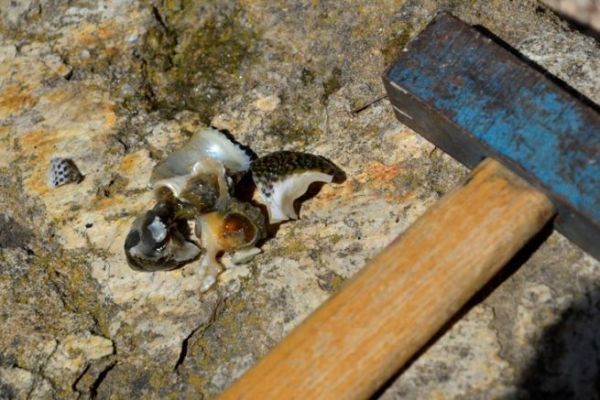 How to escherch shellfish?