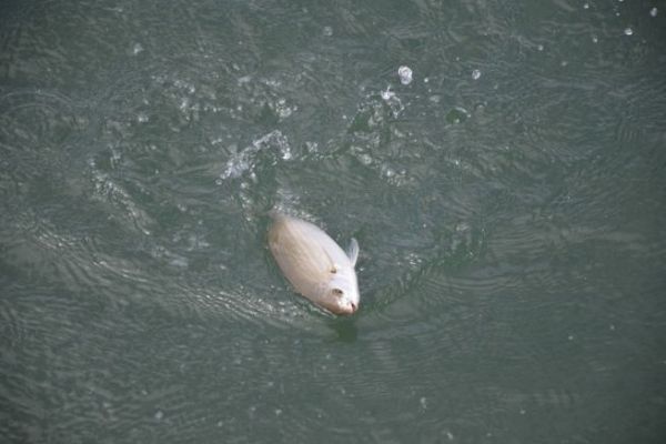 Saupe fishing