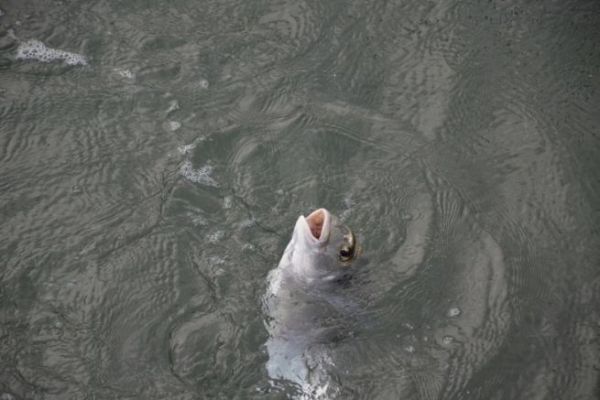 Spring fishing for sparids