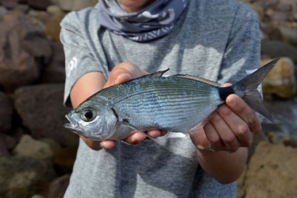 Bait fishing for oblade