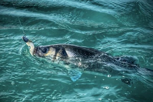 Shore or boat fishing? It's hard to choose between the two, and to say exactly which is better