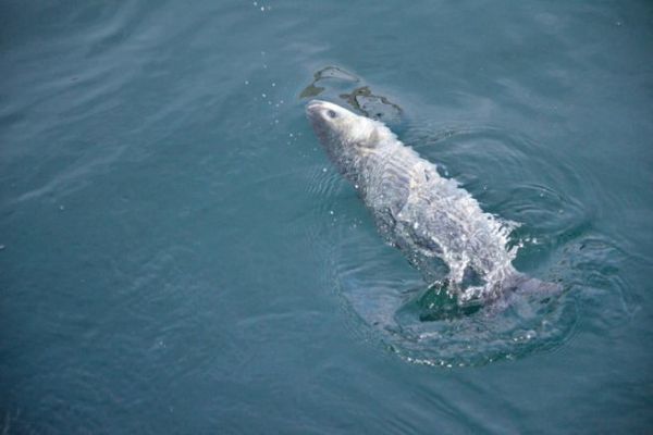 Bait fishing for mullet