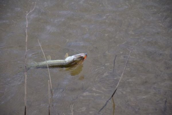 Pike fishing