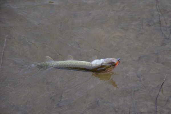 Pike fishing in winter