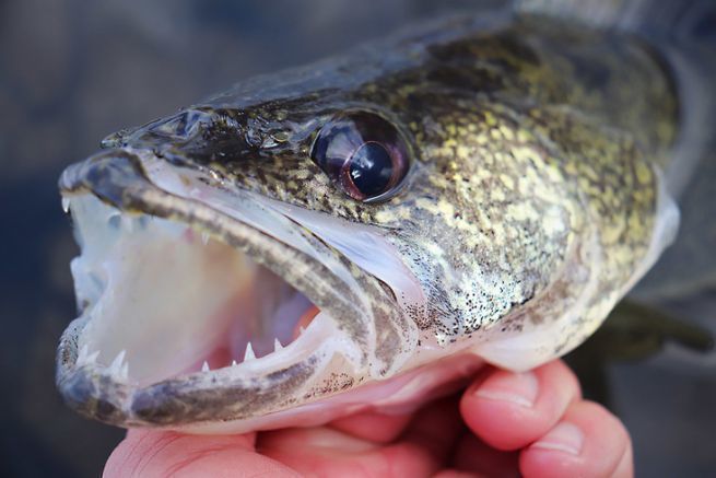 Walleye behave like zander.