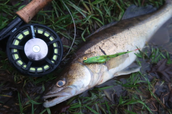 Pike-perch can be caught on the fly, although it's far from easy!