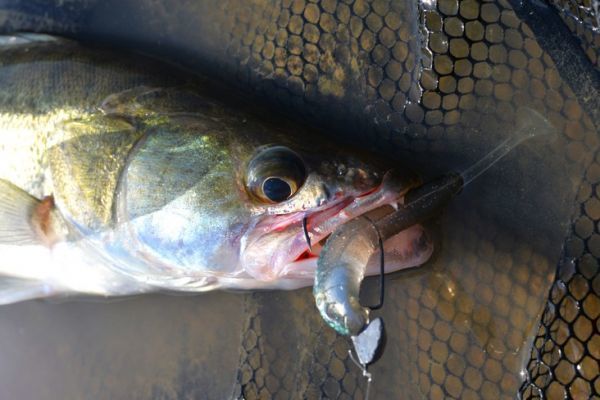 Perch fishing