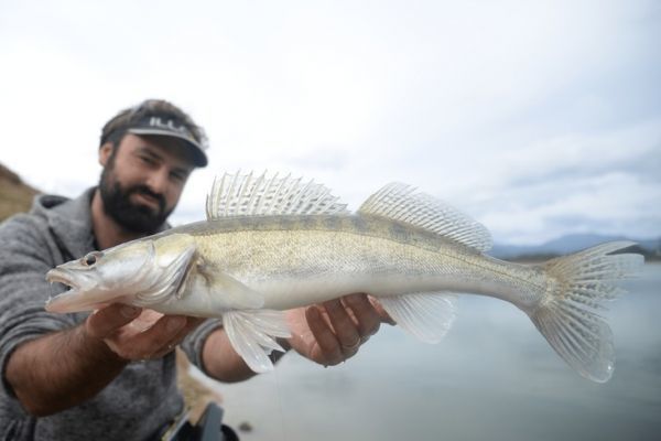 Equipment for fishing pike-perch from the shore