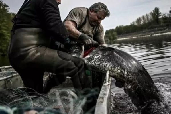 Professional catfish fishing