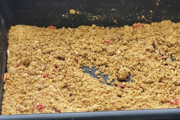 Freshwater bait fishing