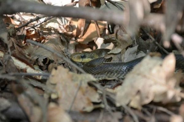 Viper or snake at the water's edge?