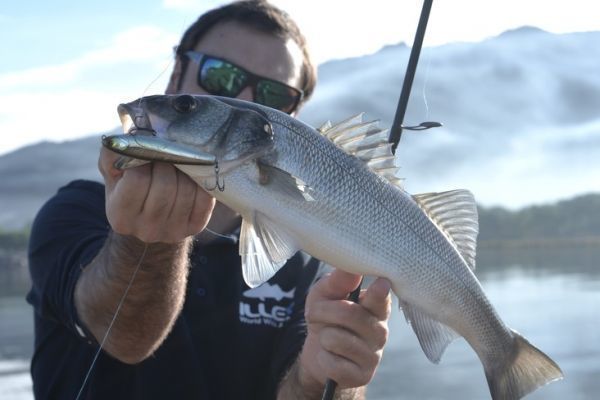 Wolf fishing in Corsica