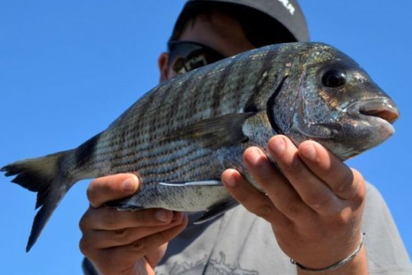Fishing for sar in winter
