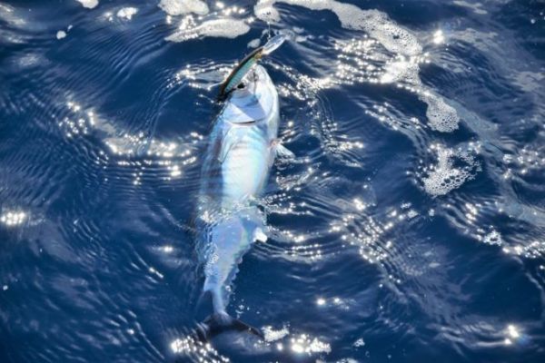 Mediterranean pelagic fish