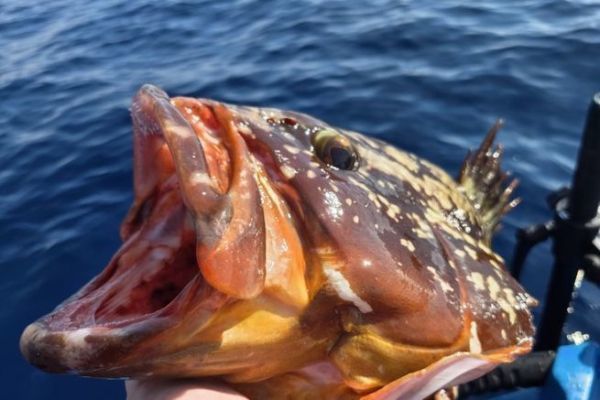 Grouper Fishing in Spain