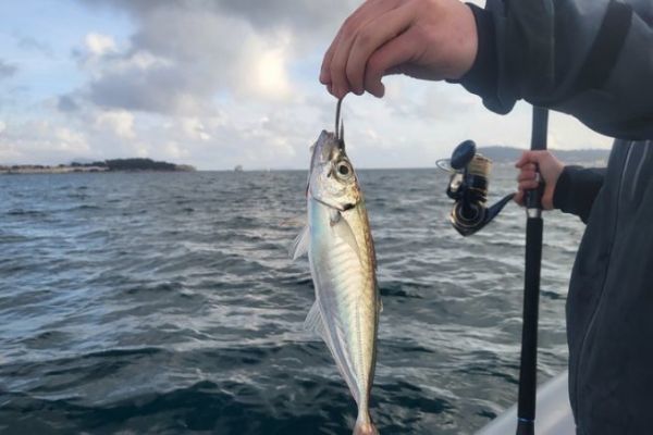 Live fishing in the Mediterranean