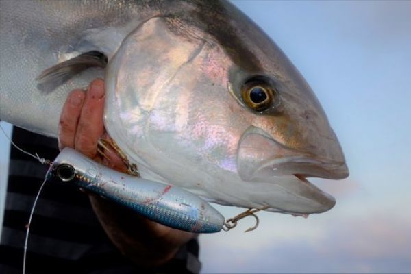 Popper fishing for amberjack