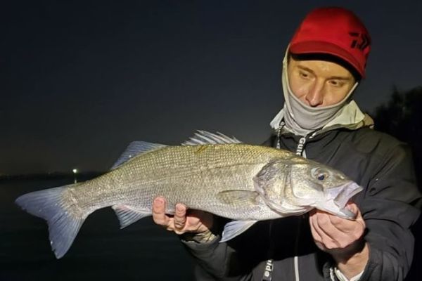 Live Bait Fishing for Sea Bass