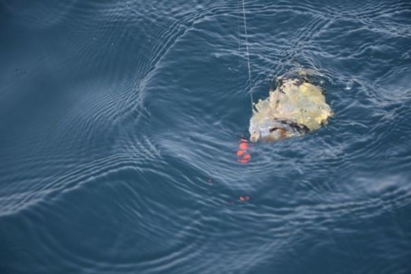Bait fishing for sar