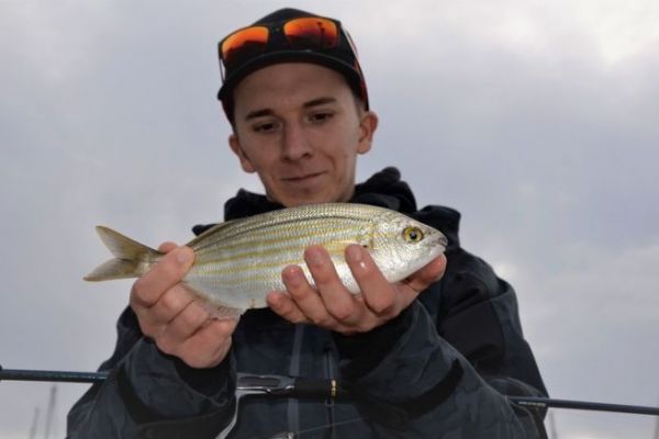 Bait for saupe