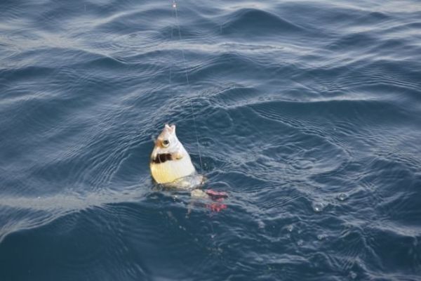 Bait fishing for sar