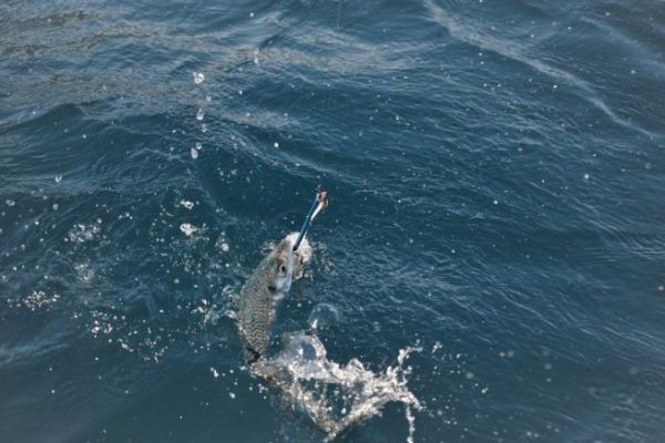 Trolling for Mackerel