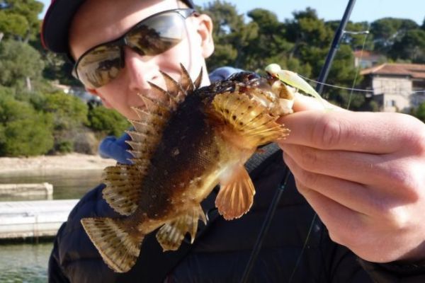 Fishing for brown scorpion fish