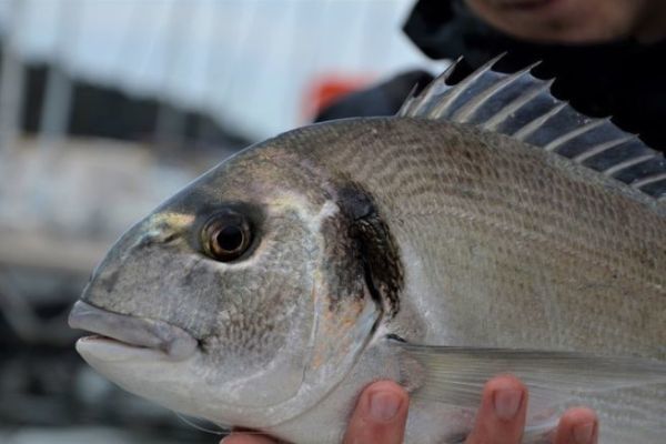 Fishing for gilthead sea bream using a bottom set