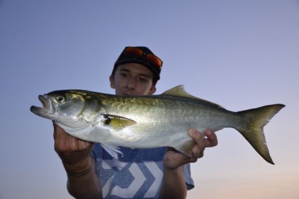 Where can I find tassergals?