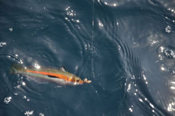 Fishing for crappie