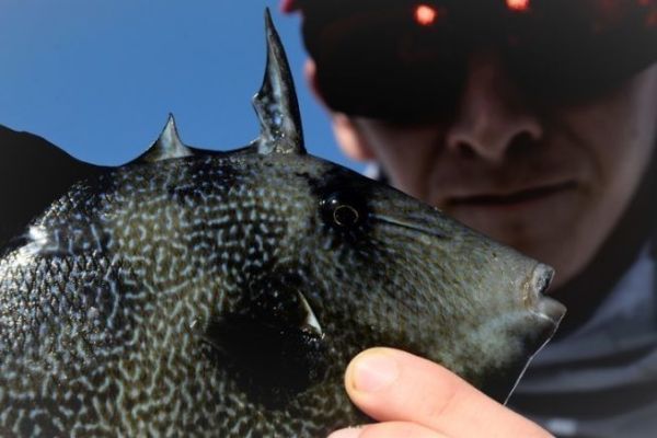 Trapfish or Biting Fish