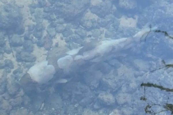 The Loue in great danger