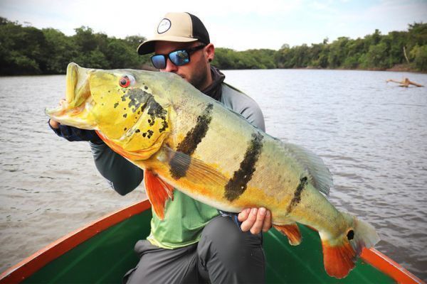 The peacock bass, a fish with exceptional colors.