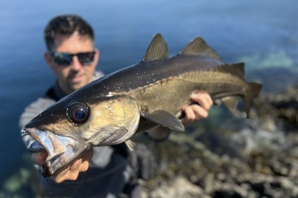 Pollock fishing from the shore is exceptional in Ireland.