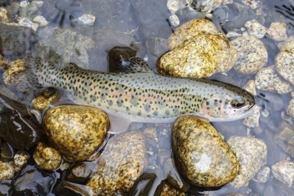 Trout fishing in La Paz