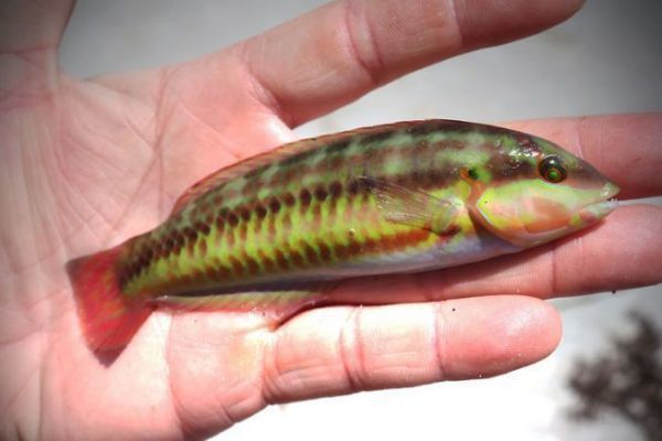 Two-banded bellbird.