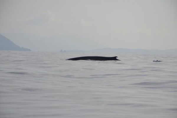 Protecting oceans and wildlife