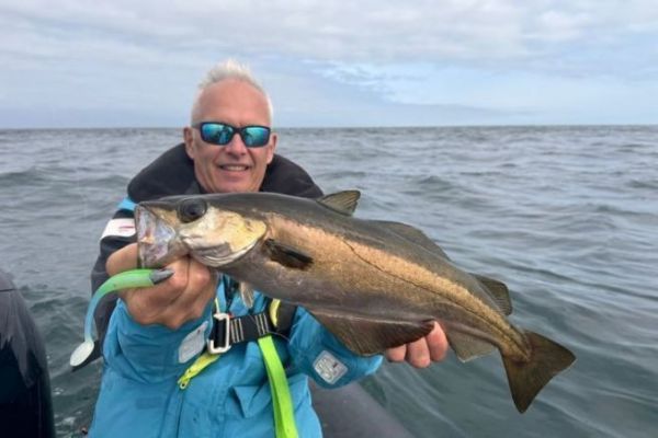New yellow spot regulations
