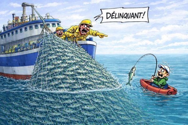 Mackerel subject to quota and declaration in 2026