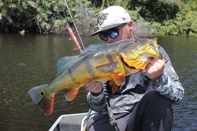 Peacock bass from Rio Negro, Brazil.