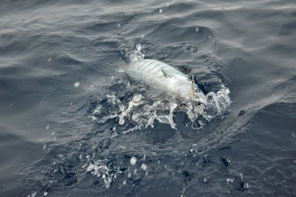 Pelagic fish